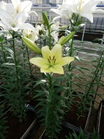 [5067 Gerritzalm No02.JPG]